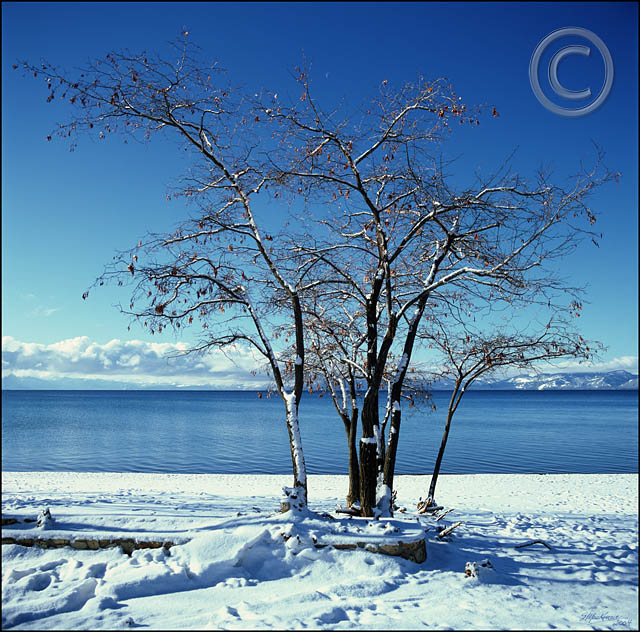 Tahoe Tree